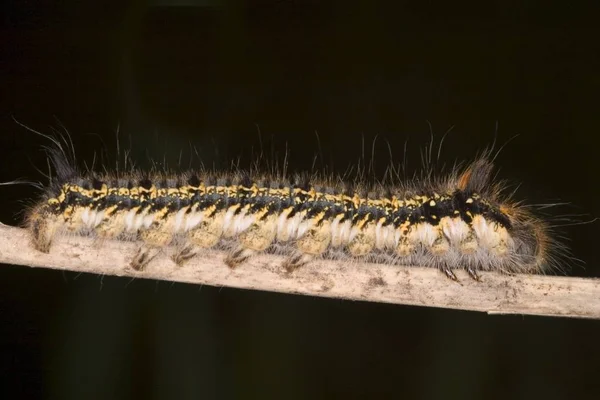 Caterpillar Philudoria Potatoria Trávě — Stock fotografie