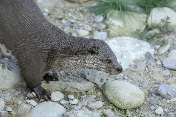 Otter Lutra Lutra Switzerland Europe — Stock Photo, Image