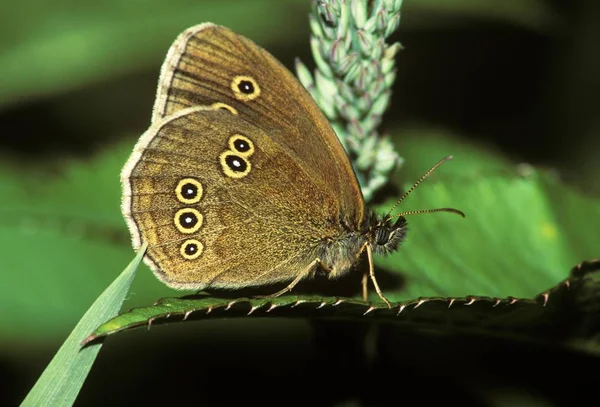 Ринглетная Бабочка Aphantopus Hyperantus — стоковое фото