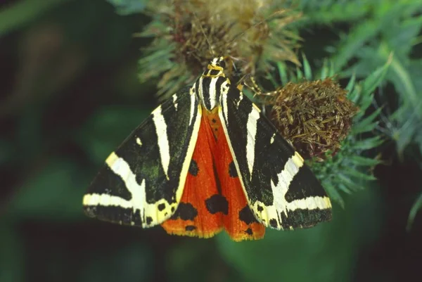Zbliżenie Jersey Tiger Moth Panaxia Quadripunctaria — Zdjęcie stockowe