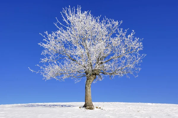 Fagus Sylvatica Träd Snö Landskap Vintersäsongen — Stockfoto