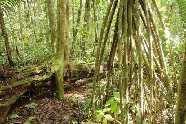 Stilt Roots Palm Tree Rainforest Maquenque National Park Costa Rica — Stock Photo, Image