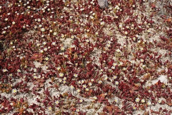 Gyakori Jég Növény Mesembryanthemum Crystallinum Fuerteventura Kanári Szigetek — Stock Fotó