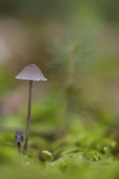 Pequeños Hongos Pequeños Crecimiento — Foto de Stock