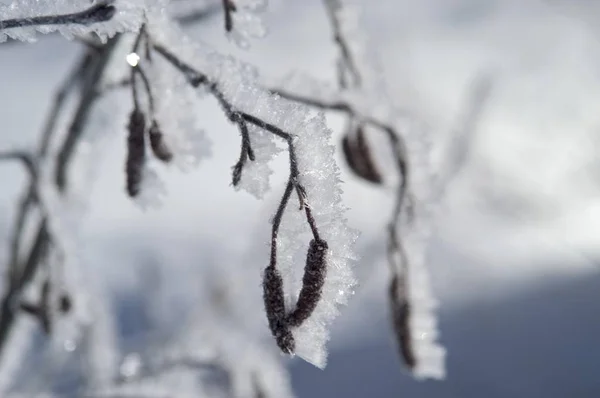 Frost kryté olše větvička — Stock fotografie