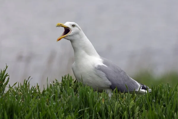 Mouette Argentée Larus Argentatus Criant — Photo