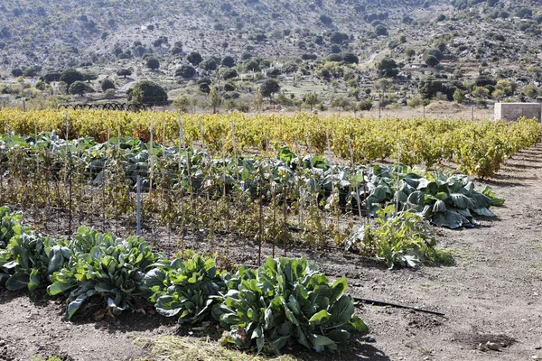 Rostlinné Skvrny Katharo Plató Katharos Plateau Poblíž Kritsa Východní Kréta — Stock fotografie