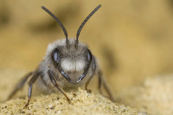 Close Grey Mining Bee Andrena Vaga Abelha Selvagem — Fotografia de Stock