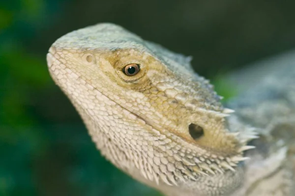 Agamen Bartagame Pogona Vitticeps Kertenkelesi — Stok fotoğraf