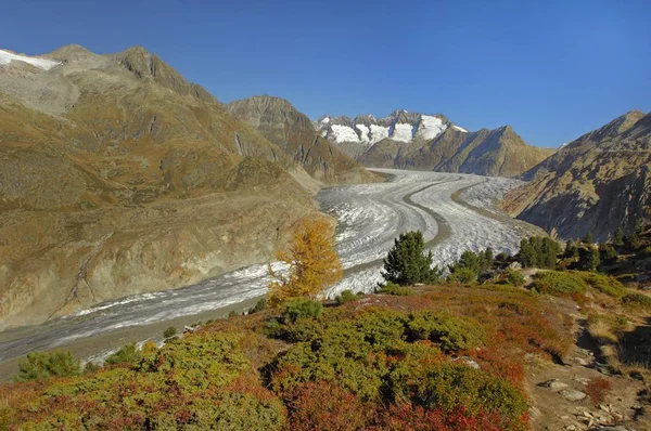 Geleira Aletsch Com Vista Para Morena Central Goms Valais Suíça — Fotografia de Stock