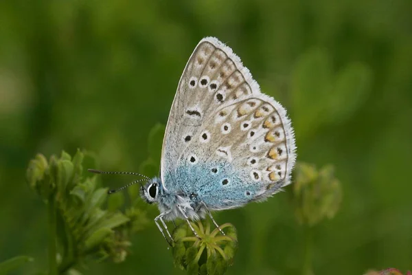 Gewöhnlicher Blauer Schmetterling — Stockfoto