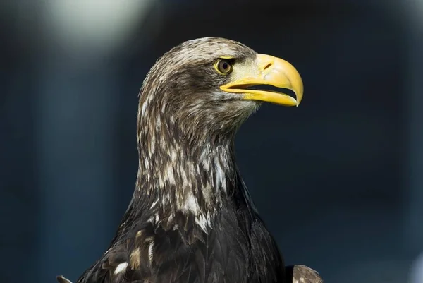 Primer Plano Águila Haliaeetus Albicilla — Foto de Stock