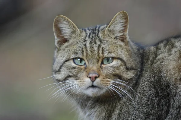 Europeu Wildcat Felis Silvestris — Fotografia de Stock