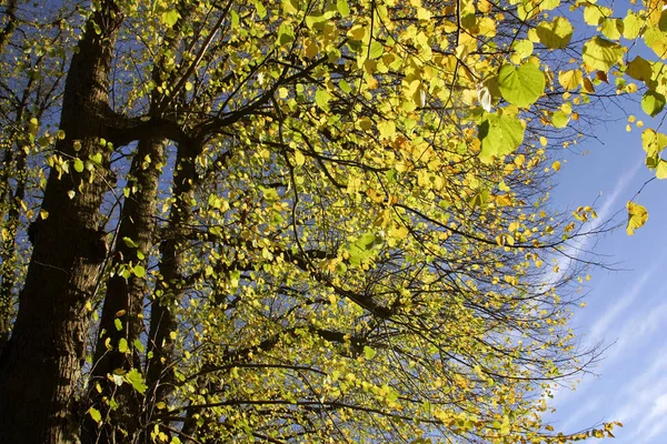 Linden Trees Avenue Autumn Tilia Stock Image