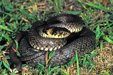 Grass Snake, Natrix natrix, defensive posture clipart
