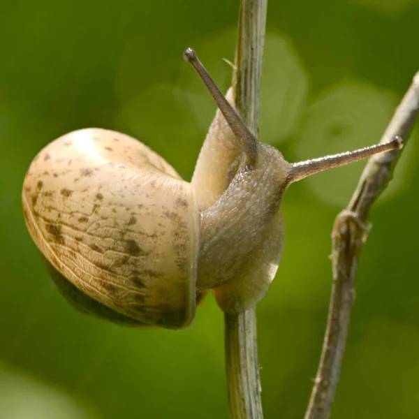 草坪上的蜗牛 — 图库照片