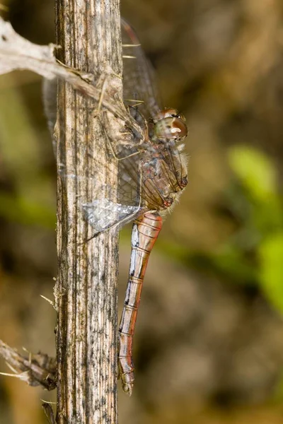Vagrant Darter Dragonfly Close Shot — Stock Photo, Image