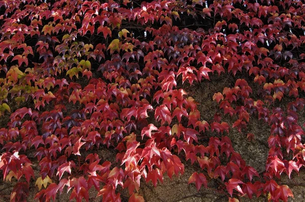 Feuilles de lierre rouge — Photo