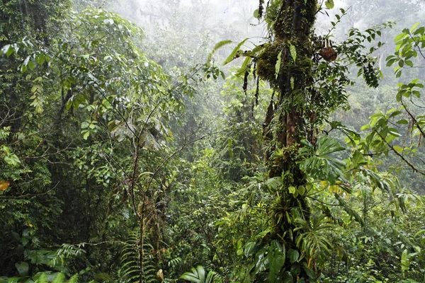 Chuva Floresta Tropical Rara Avis Las Horquetas Costa Rica América — Fotografia de Stock