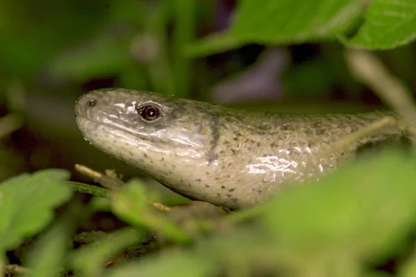 Anguis Fragilis Serpent Extérieur Dans Herbe — Photo