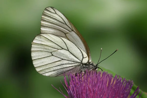 Aporia Crataegi Butterfly Blossom Purple Flower — Stock Photo, Image