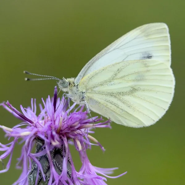 Pieris Brassicae Schmetterling Auf Lila Blume Sommer — Stockfoto