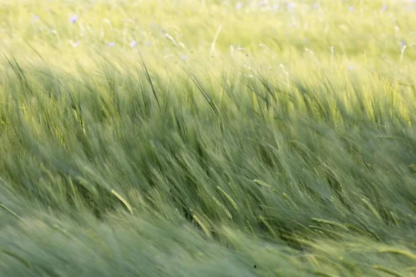 Campo Grãos Agrícolas Alemanha — Fotografia de Stock