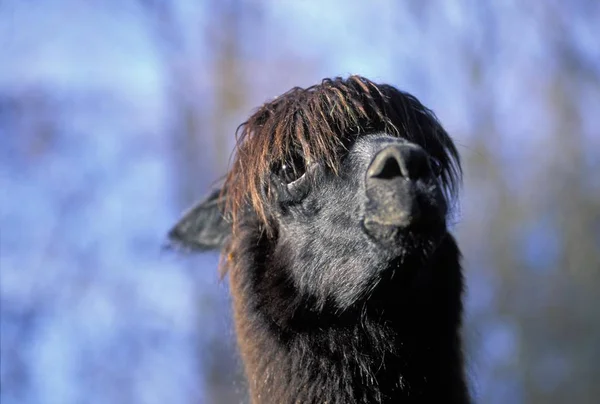 Lama Lama Glama Portrait — Stockfoto