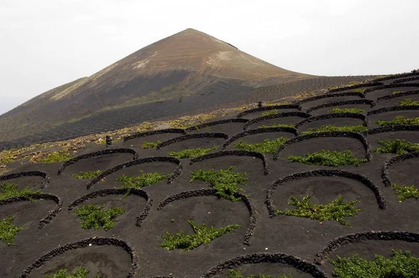 Vinodling Geria Lanzarote Kanarieöarna — Stockfoto