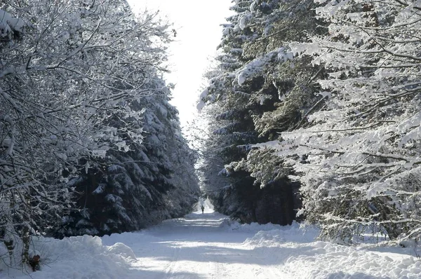 Schneebedeckte Zweige im Winterwald — Stockfoto