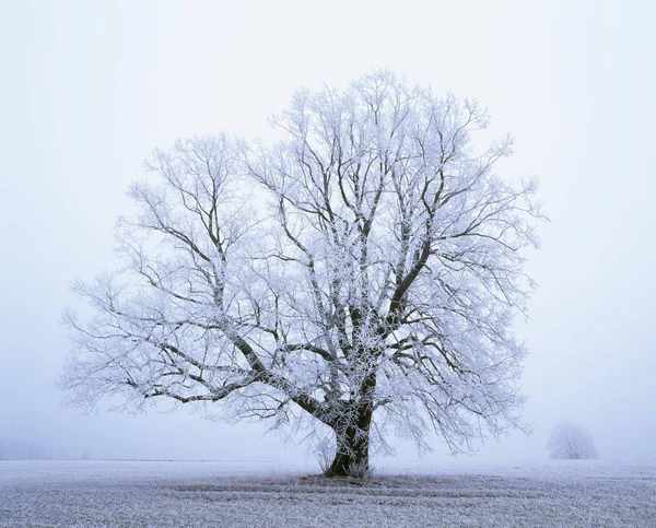 Inglês Carvalho Quercus Robur Inverno Árvore — Fotografia de Stock