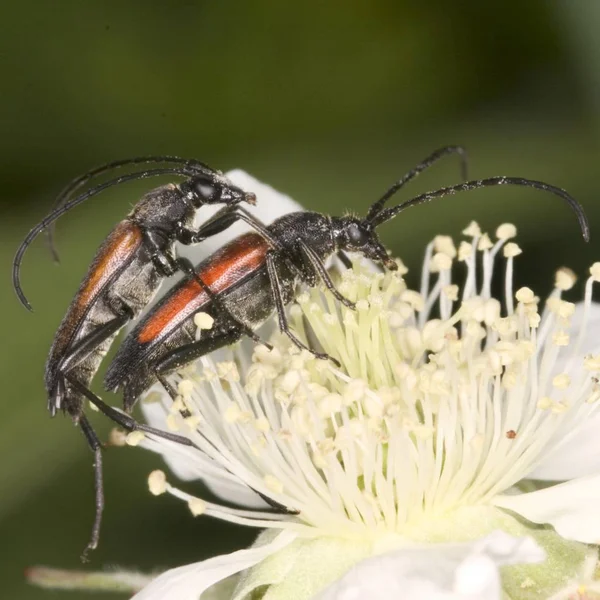 Cerambyx Durch Paarung Auf Blume — Stockfoto