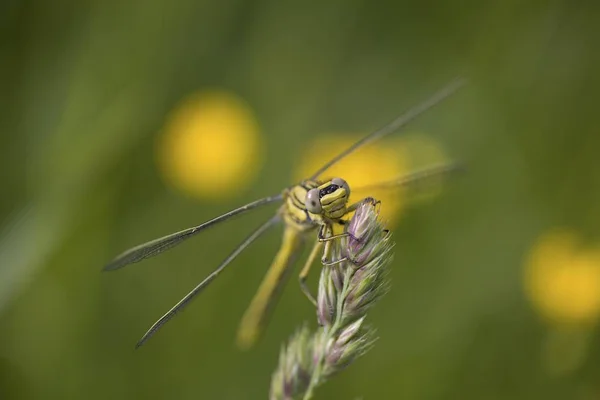 close up of  Club-tailed Dragonfly (Gomphus pulchellus)