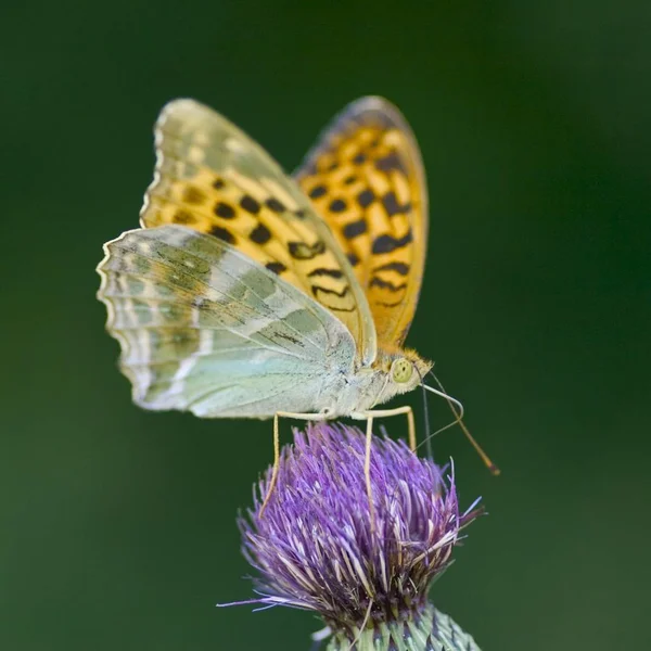 Schöner Mellicta Athalia Schmetterling Auf Blume — Stockfoto