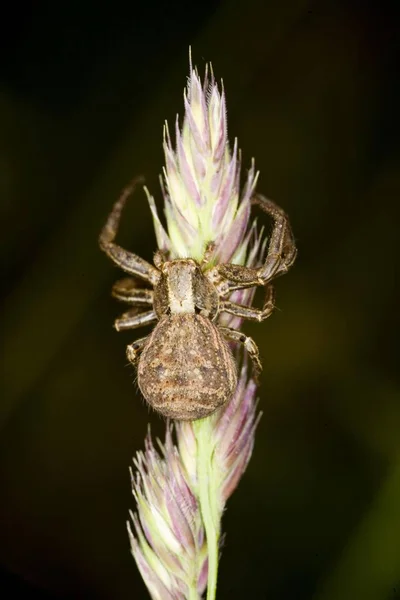 Araña Xysticus Cristatus Disparo Cerca — Foto de Stock