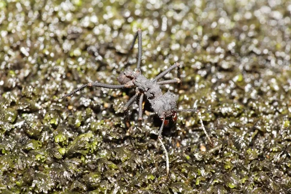 Yaprak Kesme Karınca Leafcutter Karınca Acromyrmex Kosta Rika Kuzey Amerika — Stok fotoğraf