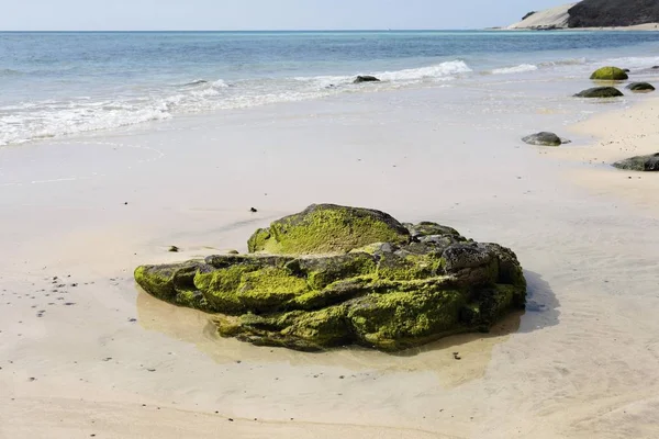 Algen Rots Playa Sotavento Jandia Fuerteventura Canarische Eilanden — Stockfoto