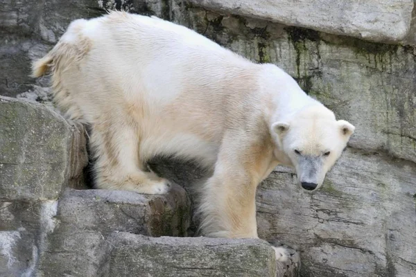 Polar Bear Természetben — Stock Fotó