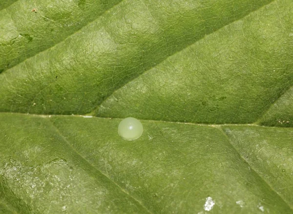 ブルーモルフォ モルフォ Peleides 緑の葉のマクロ撮影の卵 — ストック写真
