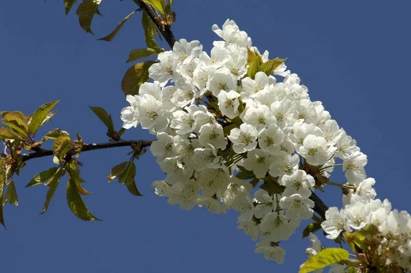 Fleurs Blanches Sur Cerisier — Photo