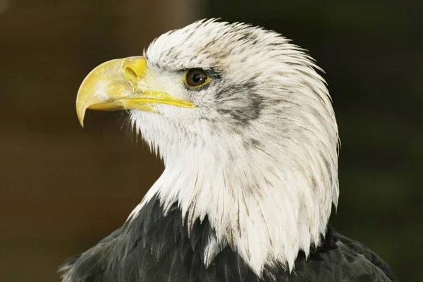 Haliaeetus Leucocephalus Bird Лысый Орлан — стоковое фото