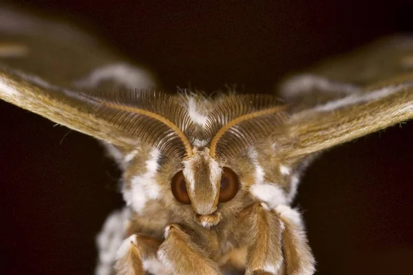 Escisión Tiro Mariposa Samia Cynthia —  Fotos de Stock