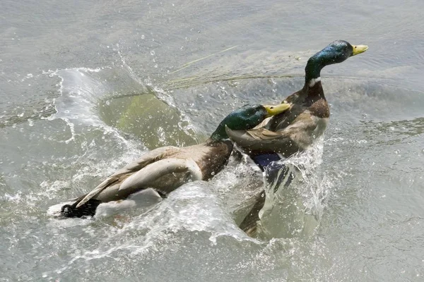 Кряква-утка в воде — стоковое фото