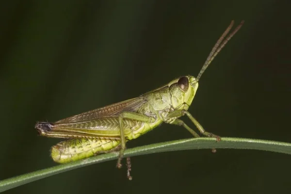 Close Grasshopper Chorthippus Parallelus Sentado Folha — Fotografia de Stock