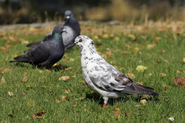 Closeup Duiven Duiven Columba — Stockfoto