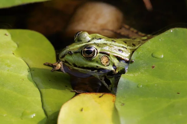 Grenouille Verte Comestible Rana Esculenta — Photo