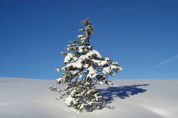 Árvore coberta de neve — Fotografia de Stock