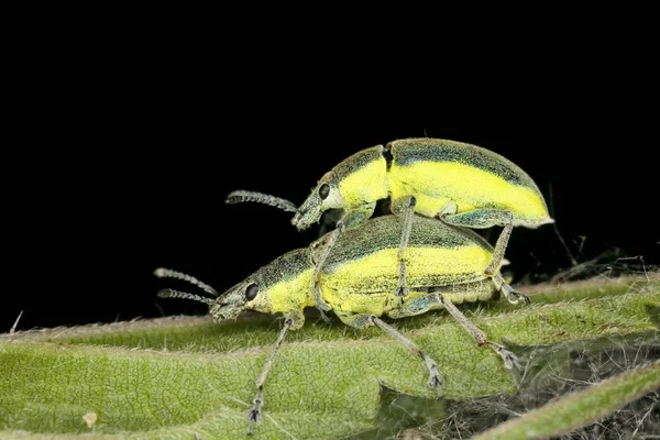 Chlorophanus Viridis Parningen — Stockfoto