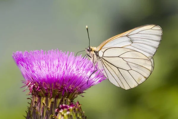 Aporia Crataegi Butterfly Blossom Purple Flower — Stock Photo, Image