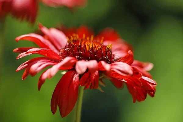 red Blanket flower